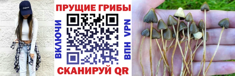 Галлюциногенные грибы Psilocybe  где купить наркоту  Серпухов 